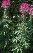  Spider Flower, Spider Legs, Grandfather's Whiskers, Cleome photo, characteristics pink