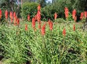 Flores do Jardim Red Hot Poker, Lírio Tocha, Tritoma, Kniphofia foto, características vermelho