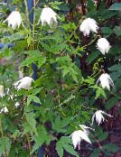 Záhradné kvety Atragene, Malé Kvitnúce Plamienok fotografie, vlastnosti biely
