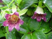 庭の花 ボンネット桔梗, Codonopsis フォト, 特性 ピンク