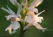 Zahradní květiny Vonný Orchidej, Komár Gymnadenia fotografie, charakteristiky bílá