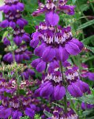 Садовые цветы Коллинсия, Collinsia фото, характеристика фиолетовый