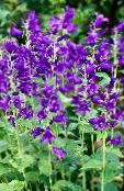 Flores de jardín Campanilla, Campanula foto, características púrpura
