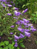Дзвіночок Середньорослий (Campanula) фіолетовий, характеристика, фото