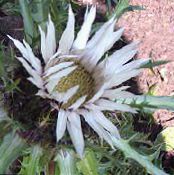 庭の花 茎のないカーライン, Carlina フォト, 特性 ホワイト
