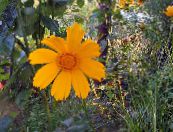 Zahradní květiny Lanceleaf Krásnoočko, Tickseed Krásnoočko, Coreopsis fotografie, charakteristiky oranžový