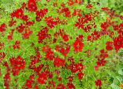 Ogrodowe Kwiaty Roczny Coreopsis, Coreopsis drummondii zdjęcie, charakterystyka czerwony