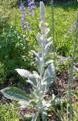 Садовыя Кветкі Дзіванна (Вербаскум), Verbascum фота, характарыстыка жоўты