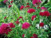 Градински цветове Knautia снимка, характеристики винен