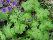 Градински цветове Cortusa, Алпийски Звънци снимка, характеристики виолетов