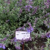 I fiori da giardino Cat Menta, Nepeta foto, caratteristiche porpora