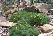 Sodo Gėlės Cotula nuotrauka, charakteristikos geltonas