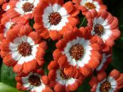 Градински цветове Цинерария Цветарски, Pericallis x hybrida снимка, характеристики оранжев