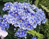 Blomster Cineraria (Pericallis x hybrida) ljusblå, egenskaper, foto