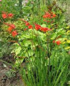 Zahradní květiny Crocosmia fotografie, charakteristiky červená