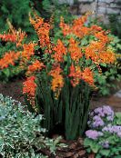 Zahradní květiny Crocosmia fotografie, charakteristiky oranžový