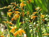 Hage Blomster Crocosmia bilde, kjennetegn gul