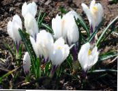 Zahradní květiny Brzy Šafrán, Tommasini Je Šafrán, Sníh Šafrán, Angličani, Crocus fotografie, charakteristiky bílá