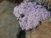 les fleurs du jardin Stonecress, Aethionema photo, les caractéristiques lilas