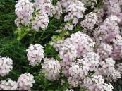 Градински цветове Stonecress, Aethionema снимка, характеристики бял