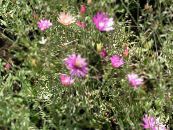 Садовые цветы Ксерантемум, Xeranthemum фото, характеристика розовый