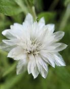 Have Blomster Evig, Immortelle, Strawflower, Papir Daisy, Evig Daisy, Xeranthemum foto, egenskaber hvid