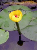 Bahçe çiçekleri Güney Spatterdock, Sarı Gölet Zambak, Sarı Inek Zambak, Nuphar fotoğraf, özellikleri sarı