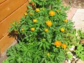 I fiori da giardino Globo Fiore, Trollius foto, caratteristiche arancione