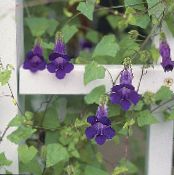 Aed Lilled Mestimisalgatustele Lõvilõuad Hiiliva Gloxinia, Asarina foto, omadused purpurne