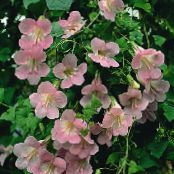 Tuin Bloemen Twining Leeuwebek, Kruipend Gloxinia, Asarina foto, karakteristieken roze