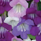 庭の花 絡みキンギョソウ、忍び寄るグロキシニア, Asarina フォト, 特性 ライラック