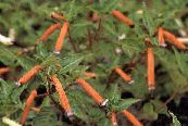 Градински цветове Cuphea снимка, характеристики червен