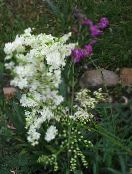Bahçe çiçekleri Meadowsweet, Dropwort, Filipendula fotoğraf, özellikleri beyaz