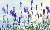 Zahradní květiny Levandule, Lavandula fotografie, charakteristiky modrý
