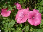 Vuosittainen Mallow, Rose Mallow, Royal Mallow, Regal Mallow (Lavatera trimestris) pinkki, ominaisuudet, kuva