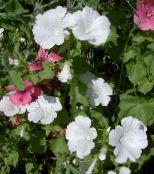 Dārza Ziedi Gada Malva, Rožu Malva, Royal Malva, Regal Malva, Lavatera trimestris foto, raksturlielumi balts