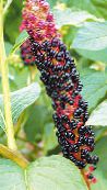 Tuin Bloemen Amerikaanse Pokeweed, Inkberry, Pidgeonberry, Phytolacca americana foto, karakteristieken zwart
