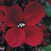 Wallflower, Cheiranthus  burgundy, characteristics, photo