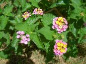 Λουλούδια κήπου Lantana φωτογραφία, χαρακτηριστικά ροζ