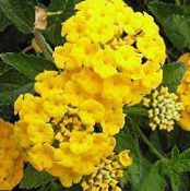 Λουλούδια κήπου Lantana φωτογραφία, χαρακτηριστικά κίτρινος