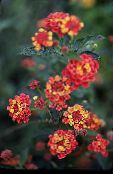 Zahradní květiny Lantana fotografie, charakteristiky červená