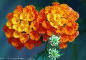 Λουλούδια κήπου Lantana φωτογραφία, χαρακτηριστικά πορτοκάλι