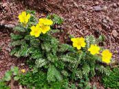 Vrtne Cvjetovi Cinquefoil, Potentilla foto, karakteristike žuta