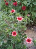 Sodo Gėlės Sidabražolės, Potentilla nuotrauka, charakteristikos rožinis