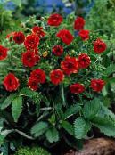 Vrtno Cvetje Cinquefoil, Potentilla fotografija, značilnosti rdeča