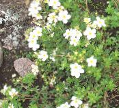 Градински цветове Cinquefoil, Potentilla снимка, характеристики бял
