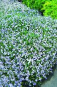 Flores de jardín Laurentia, Isotoma foto, características azul claro