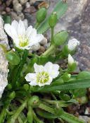 园林花卉 Lewisia，悬崖女佣，锡斯基尤Lewisia，锡斯基尤比特鲁特 照片, 特点 白