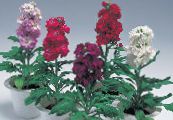 Садовые цветы Левкой летний, Matthiola incana фото, характеристика бордовый