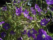 Kerti Virágok A Vénusz Tükörben, Legousia speculum-veneris fénykép, jellemzők lila
